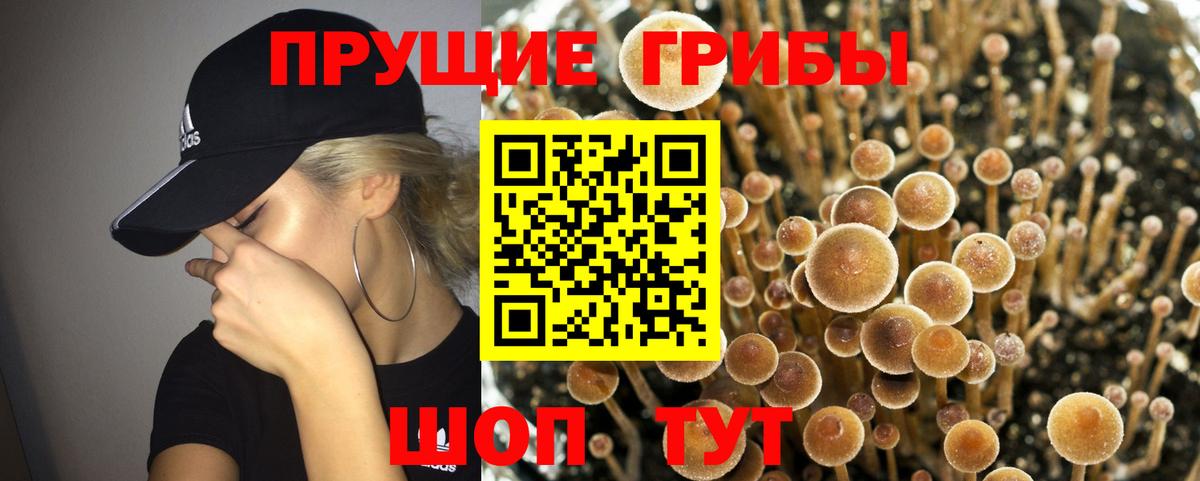 Псилоцибиновые грибы GOLDEN TEACHER  Вход с VPN  Черногорск  Галлюциногенные грибы Magic Shrooms 